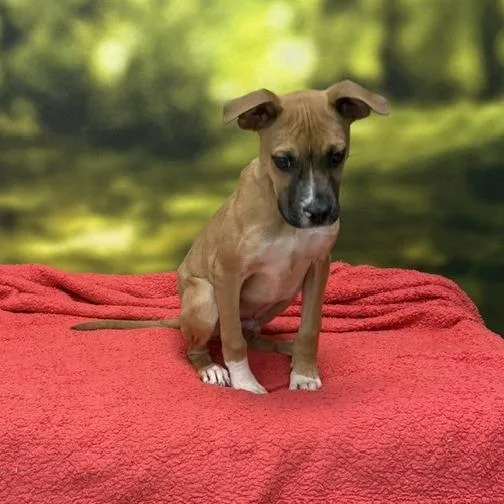 A baby medium-sized male Brown / Chocolate Boxer dog named Beau for adoption in Auburn, NH
