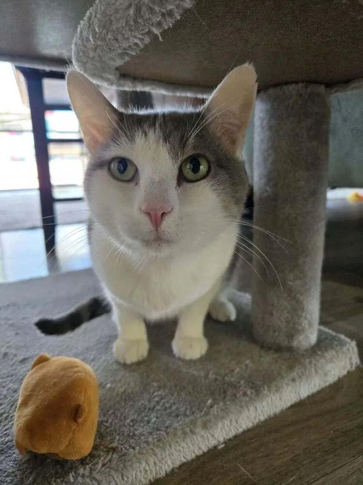 An adult large-sized male Domestic Short Hair cat named Miguel for adoption in tucson, AZ