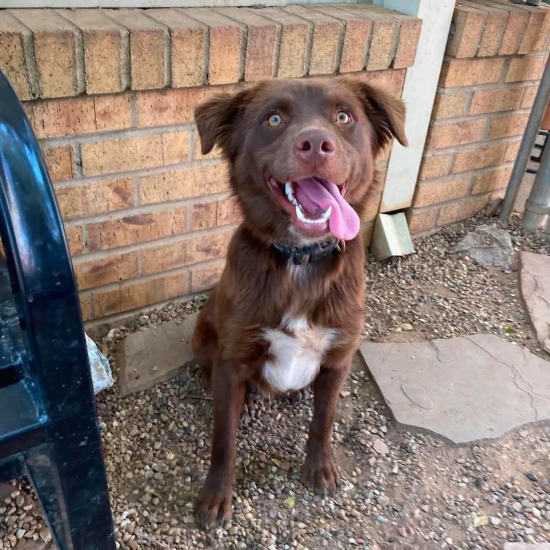 A young medium-sized male Brown / Chocolate Mixed Breed dog named Hershey for adoption in Duncan, OK