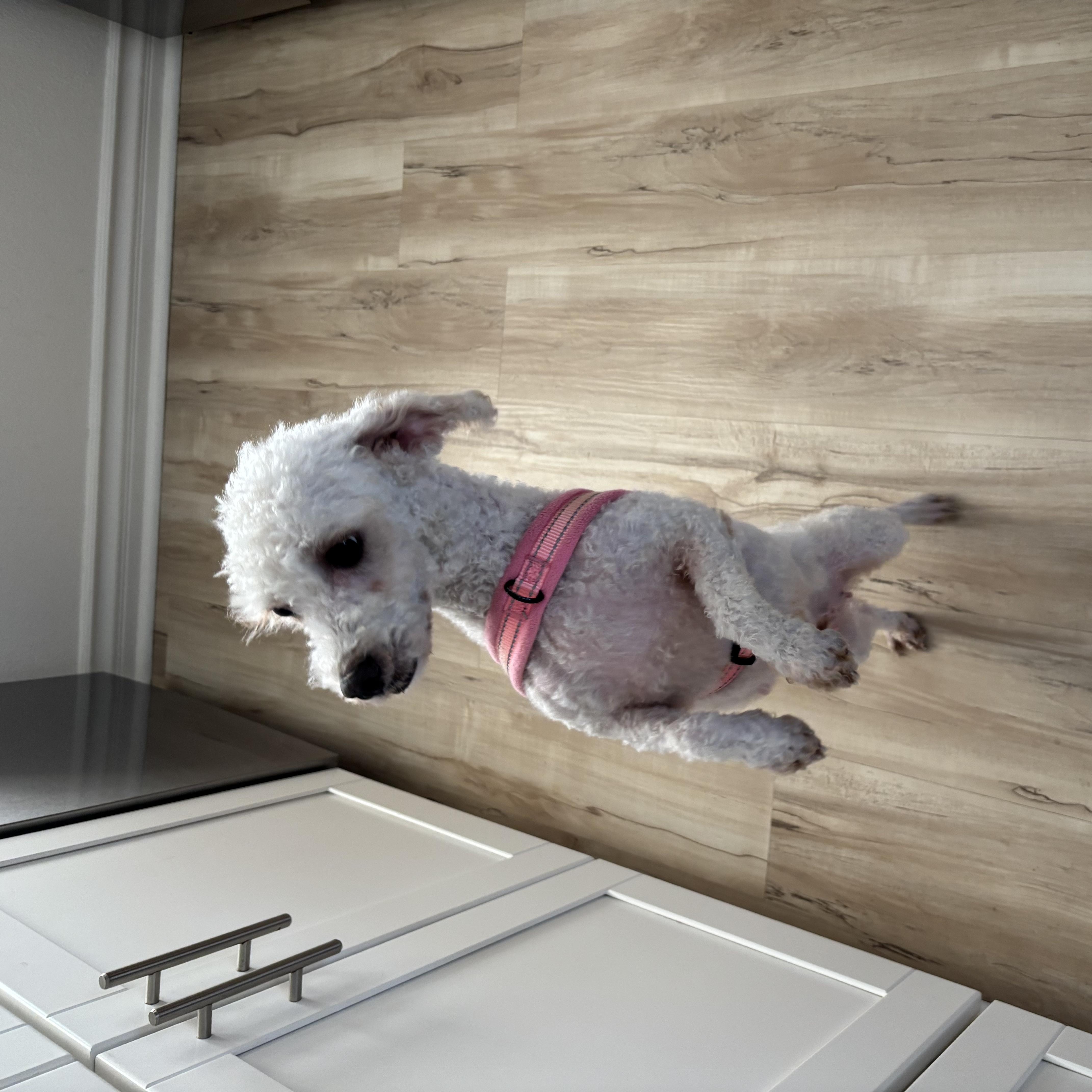 An adult small-sized female Mixed Breed dog named Beth for adoption in Los Angeles, CA
