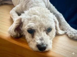 An adult small-sized female White / Cream Miniature Poodle dog named Myrtle for adoption in Ladson, SC