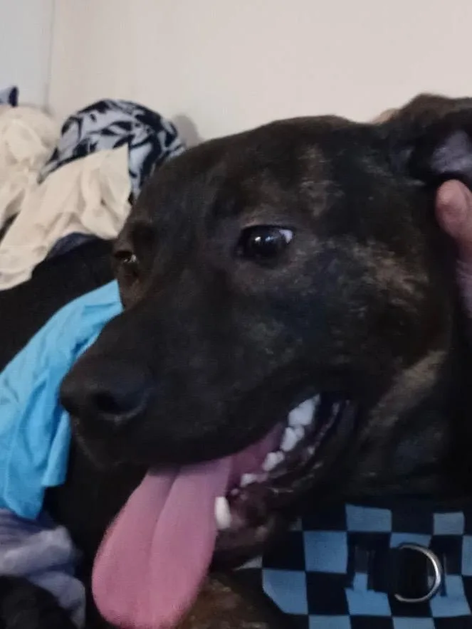 Rufus