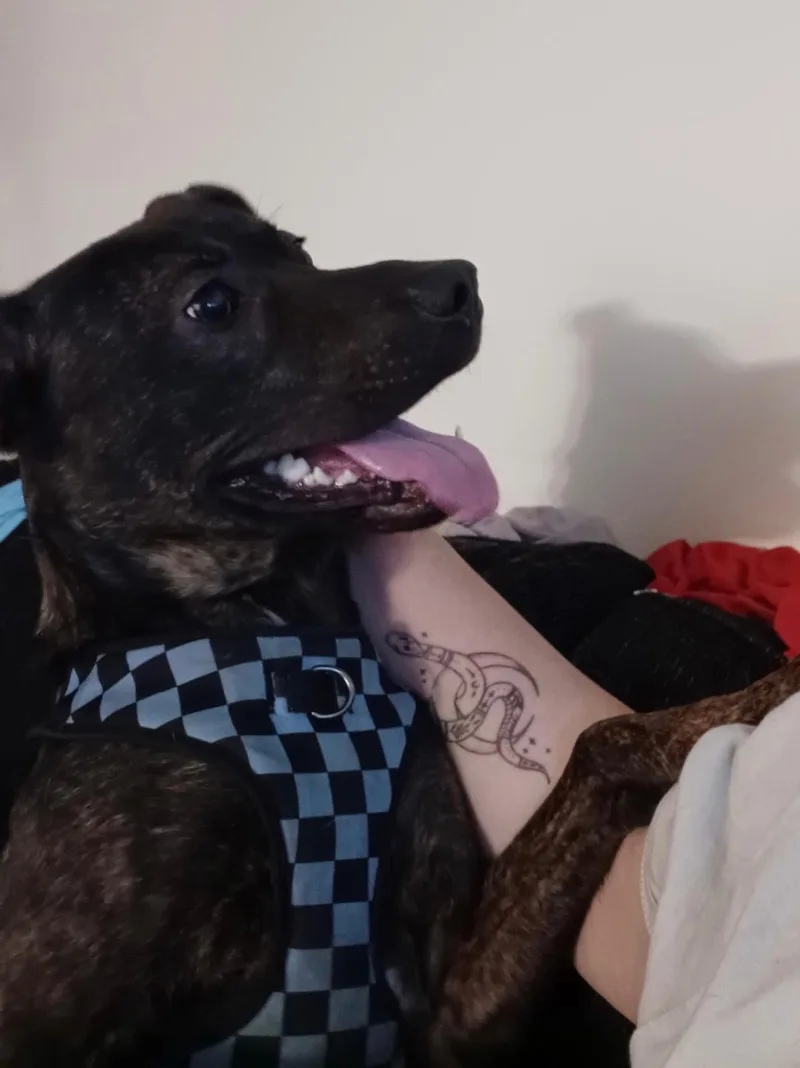 Rufus thumbnail 2