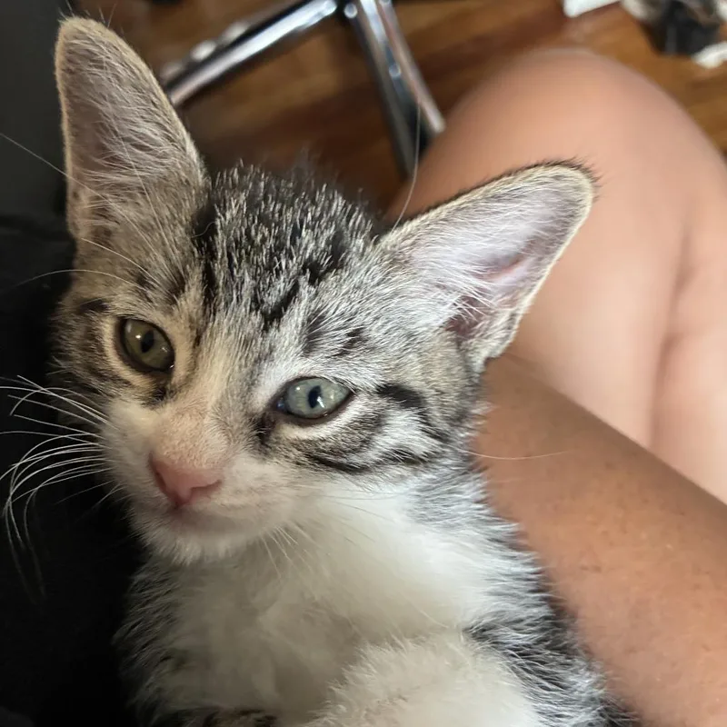 A baby small-sized male Brown / Chocolate Domestic Short Hair cat named Castiel for adoption in New York, NY