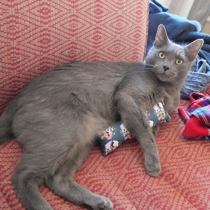 An adult large-sized male Gray / Blue / Silver Domestic Short Hair cat named Atlas for adoption in Evanston, IL