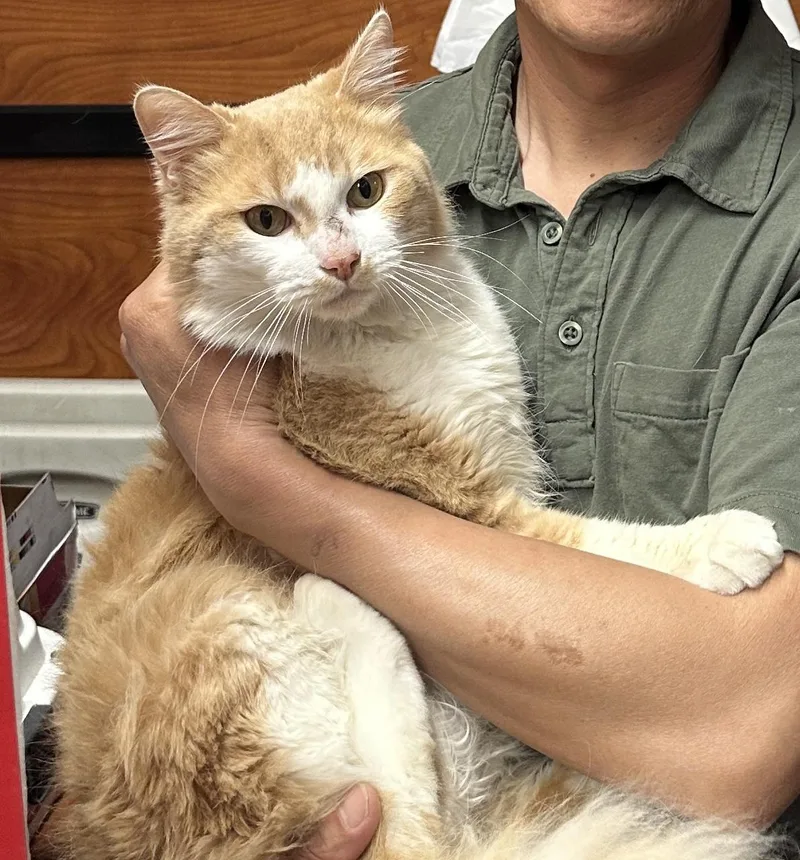 An adult large-sized male Orange & White Domestic Long Hair cat named Melon for adoption in Santa Ana, CA