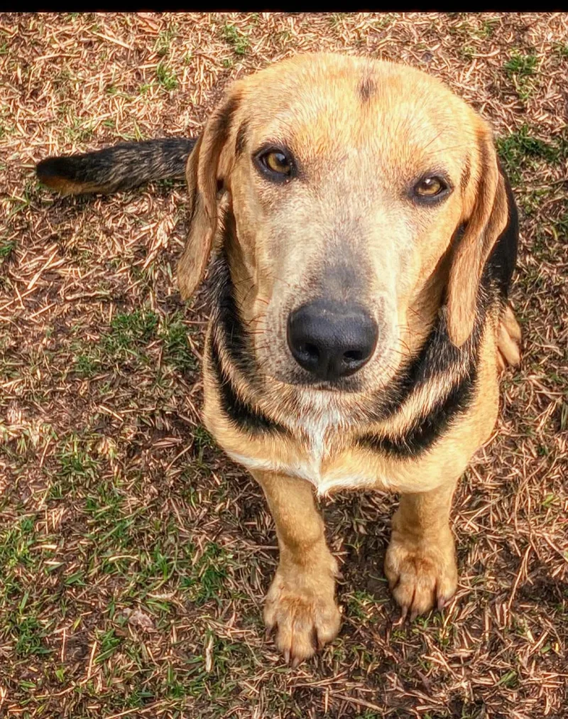 Sierra