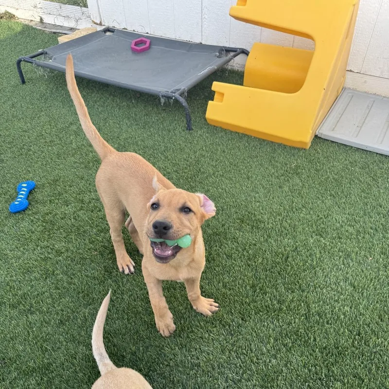 A baby medium-sized male Yellow / Tan / Blond / Fawn Labrador Retriever dog named Rocket for adoption in Tacoma, WA