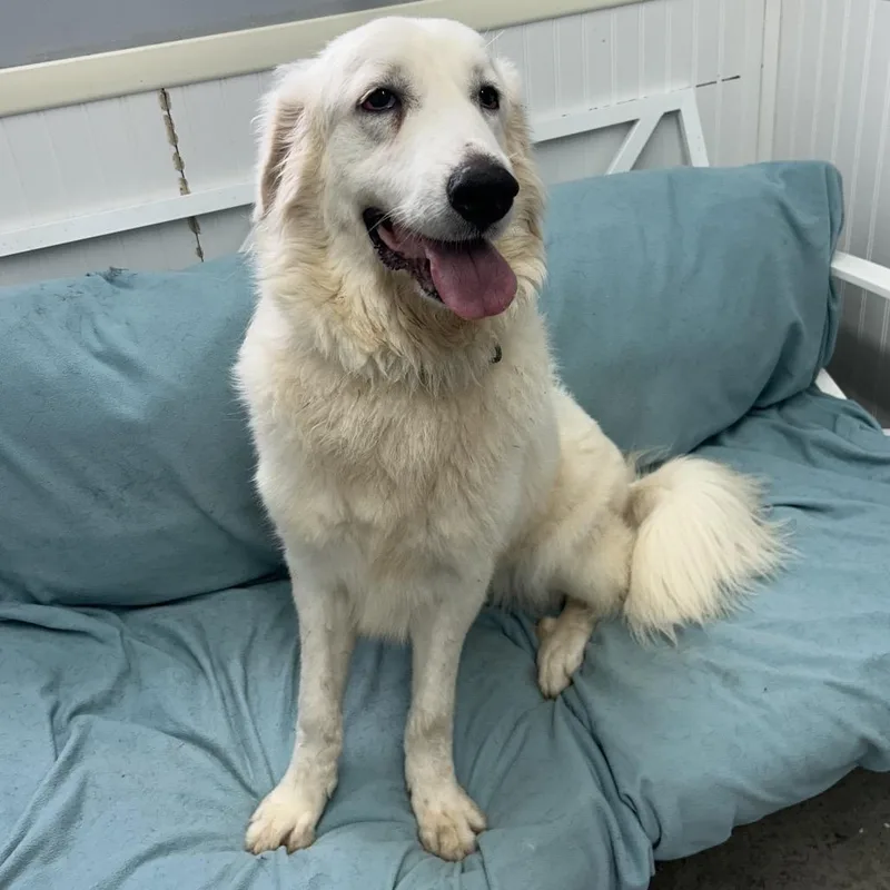 An adult medium-sized female White / Cream Great Pyrenees dog named Sugar for adoption in Falmouth, KY