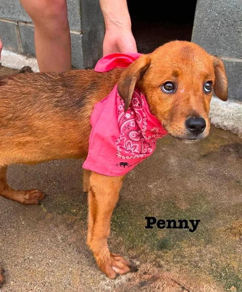 Penny