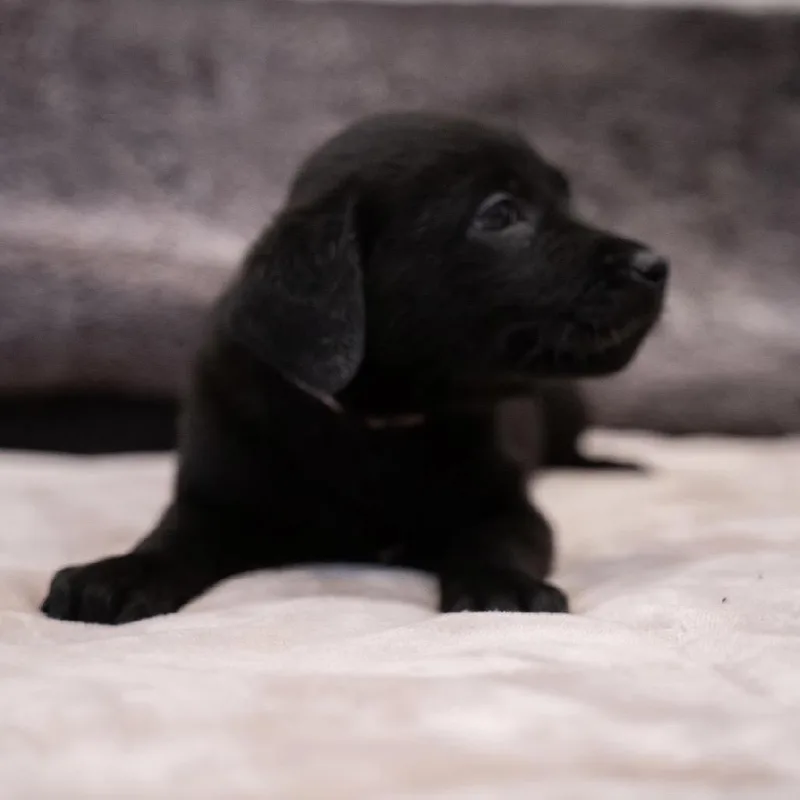 A baby small-sized female Black Rottweiler dog named Ebony for adoption in Salem, OR