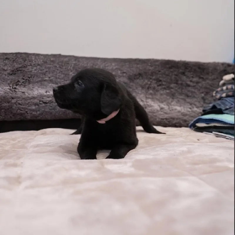 Ebony thumbnail 2