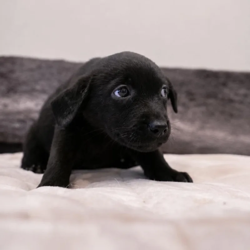 Ebony thumbnail 4