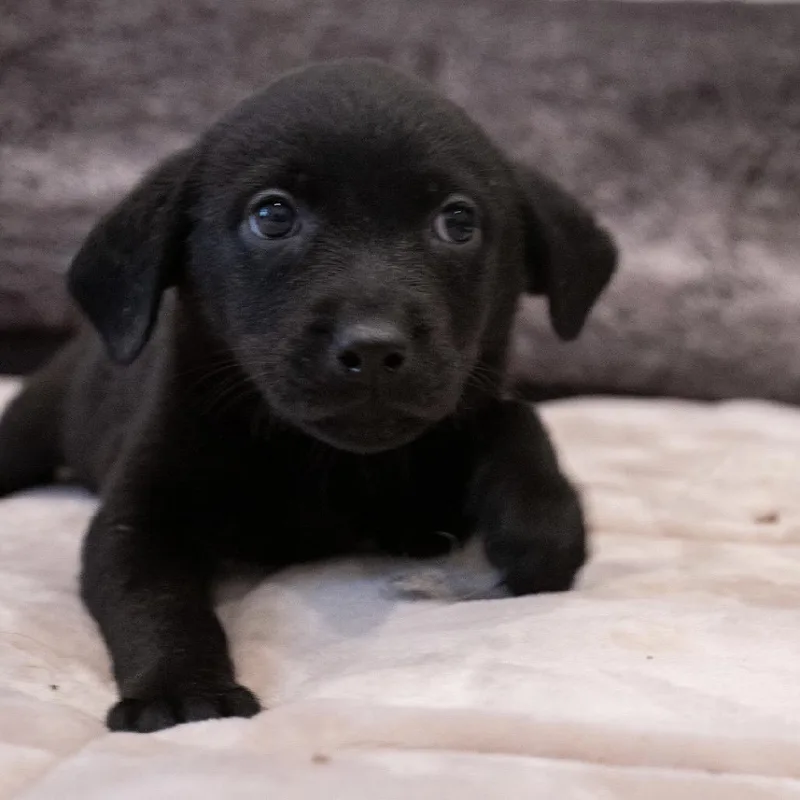 Ebony thumbnail 5