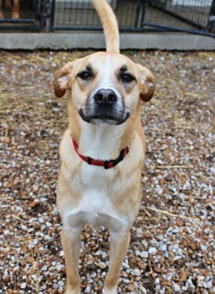 A baby large-sized female Shepherd dog named Carly for adoption in Morton Grove, IL