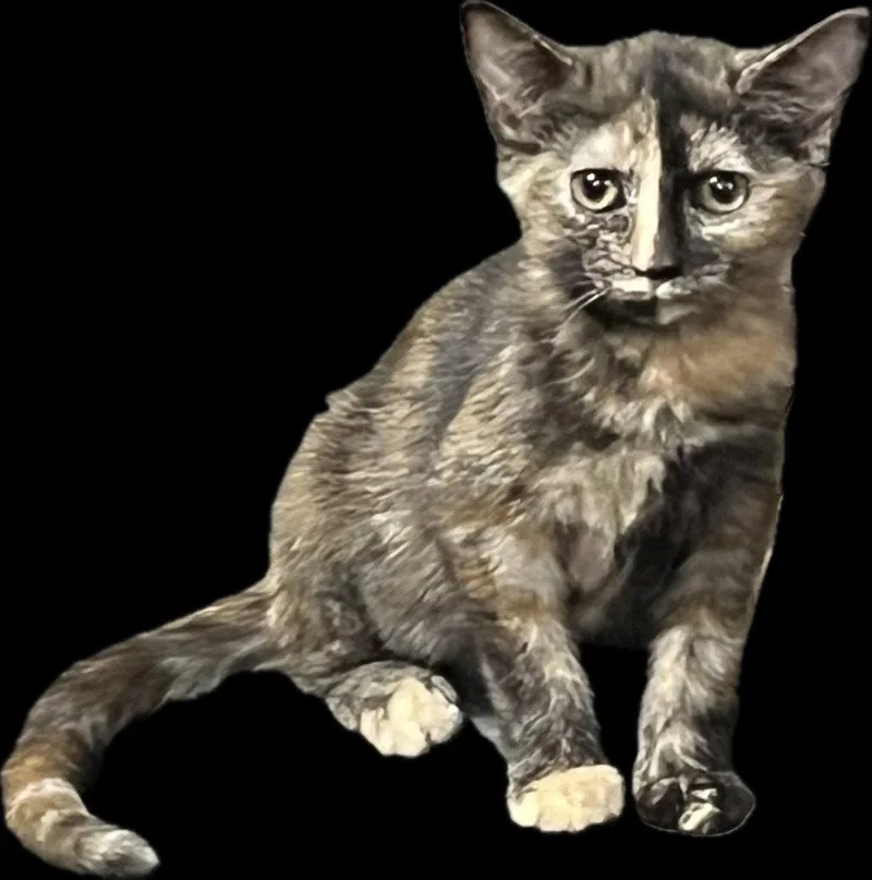 A baby medium-sized female Domestic Short Hair cat named Fayette for adoption in Cromwell, KY