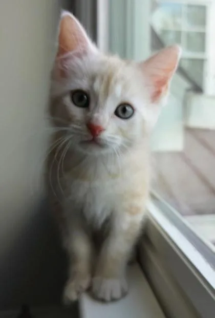 A baby small-sized female Domestic Short Hair cat named Summer for adoption in Chamblee, GA