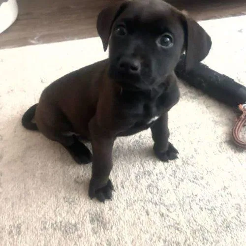 A baby medium-sized male Feist dog named Shadow for adoption in Sanford, NC
