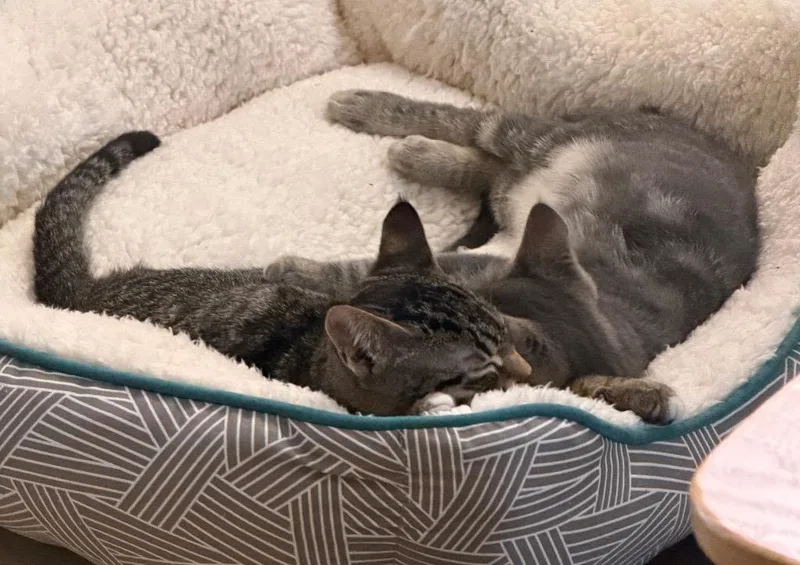 A baby medium-sized male Domestic Short Hair cat named Frito for adoption in New York, NY