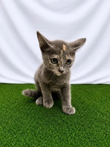 A baby small-sized female Gray / Blue / Silver Domestic Short Hair cat named Odysseus for adoption in Covington, LA