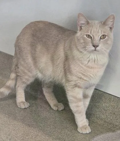 An adult medium-sized male Buff / Tan / Fawn Domestic Short Hair cat named Sherman for adoption in Oskaloosa, IA