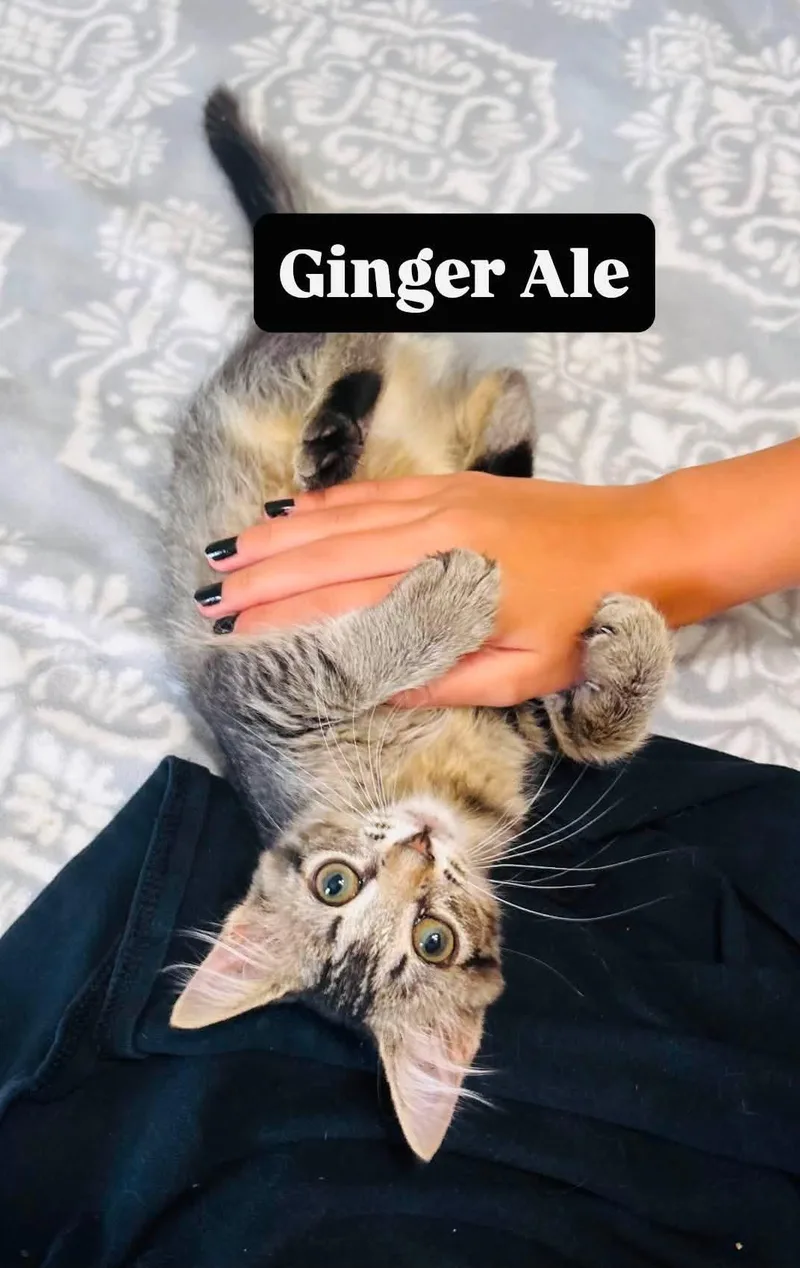 A baby small-sized male Domestic Short Hair cat named Ginger Ale for adoption in Clarksville, TN