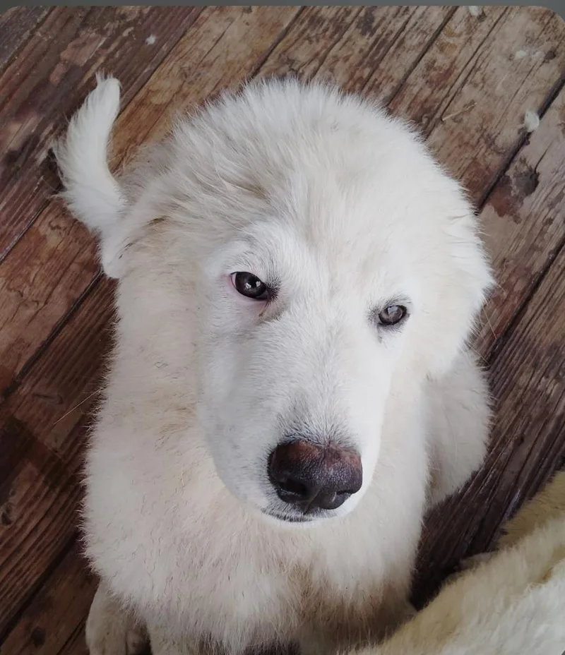 A baby large-sized male Great Pyrenees dog named Great Pyrenees puppies for adoption in Paramus, NJ