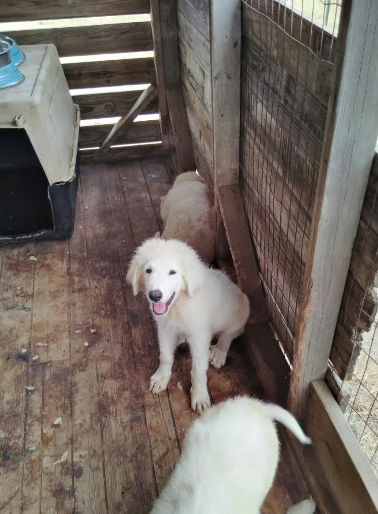 Great Pyrenees puppies thumbnail 2