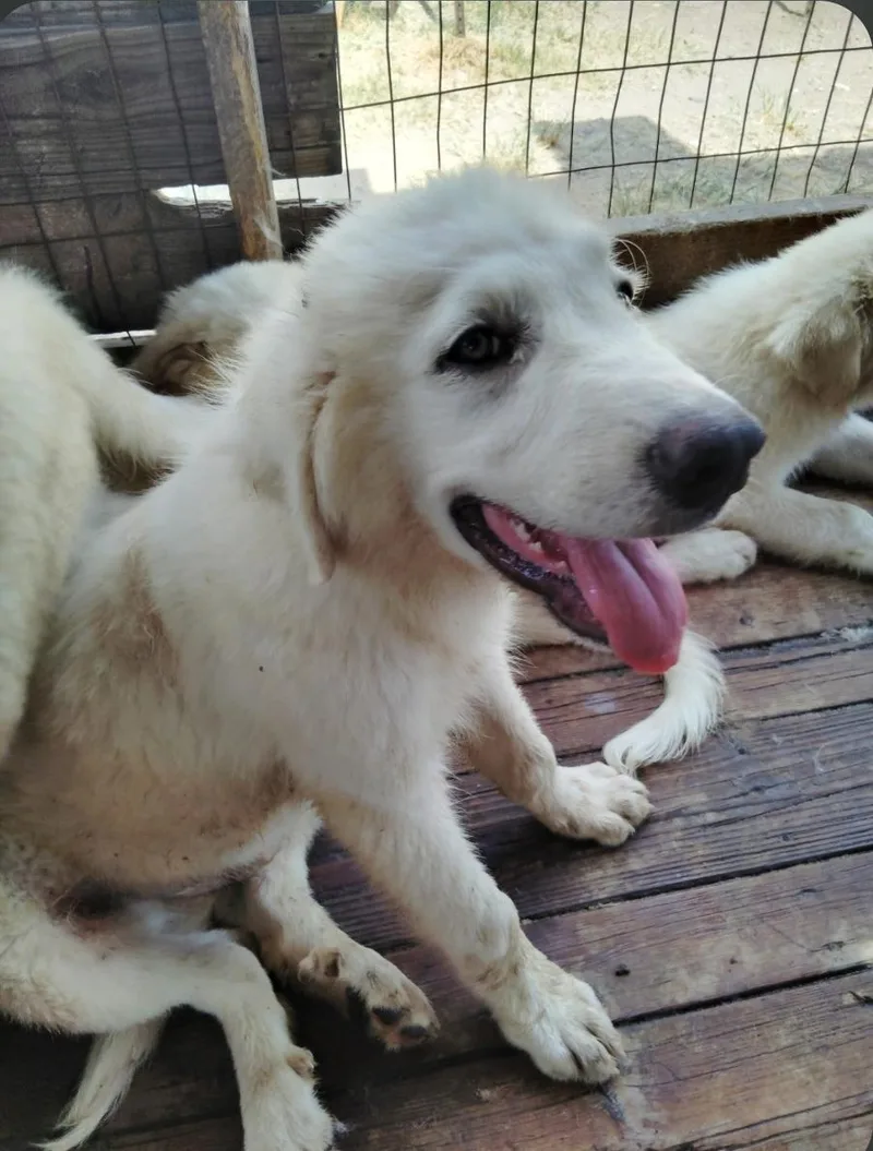 Great Pyrenees puppies thumbnail 3