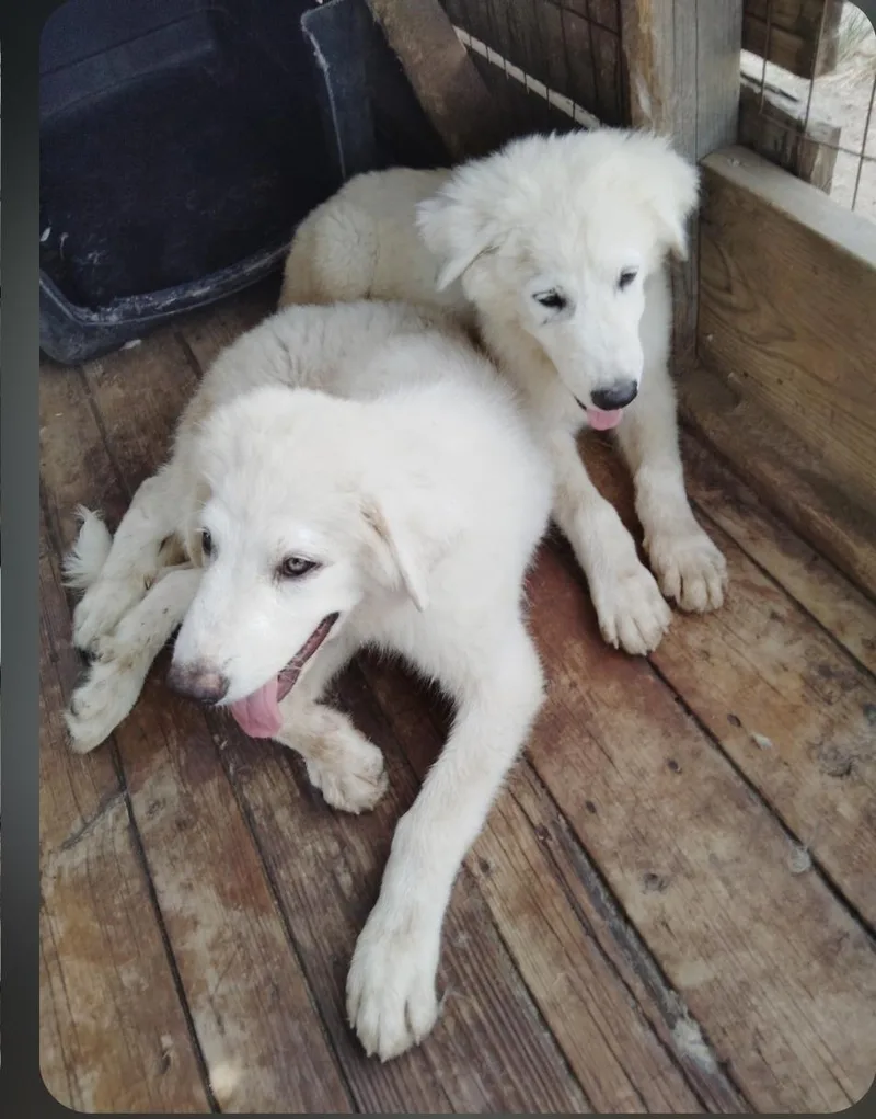 Great Pyrenees puppies thumbnail 4