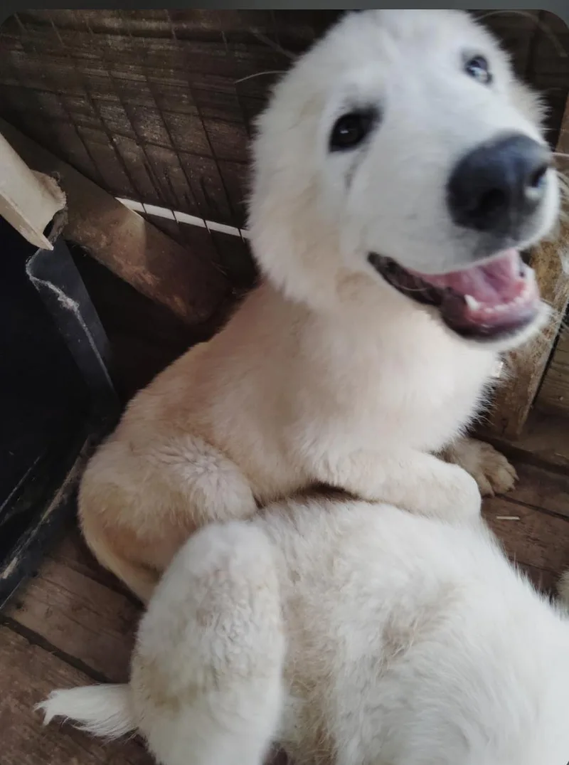 Great Pyrenees puppies thumbnail 5