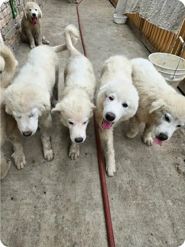 Great Pyrenees puppies thumbnail 6