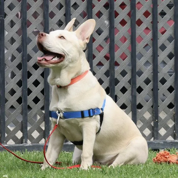 A young large-sized male Pit Bull Terrier dog named Crumbl for adoption in Oakland, CA