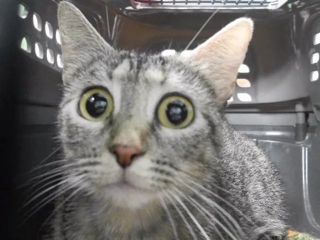 A young medium-sized female Domestic Short Hair cat named Neva Delean for adoption in Omaha, NE