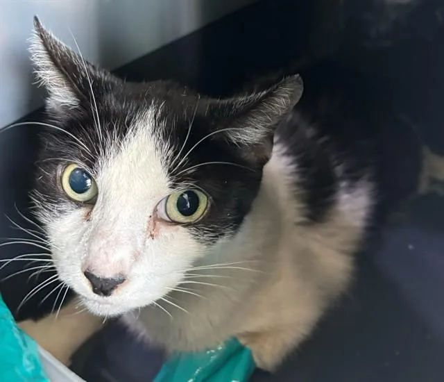 A senior medium-sized female Domestic Short Hair cat named Detta for adoption in Baldwin Park, CA