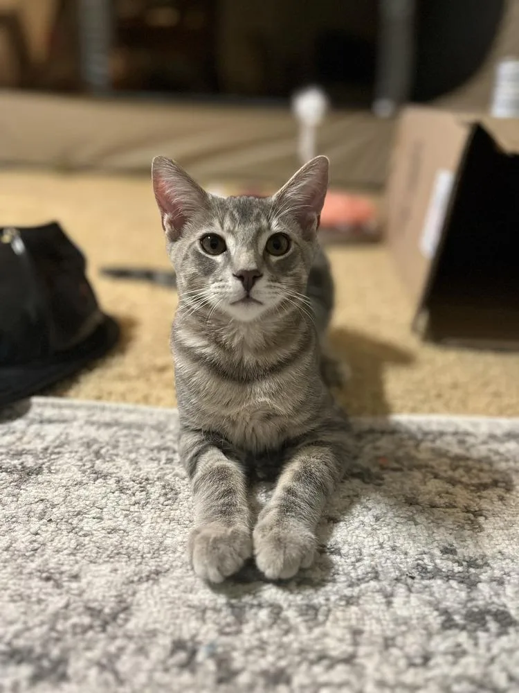 A baby medium-sized male Domestic Short Hair cat named Leland for adoption in East Greenville, PA