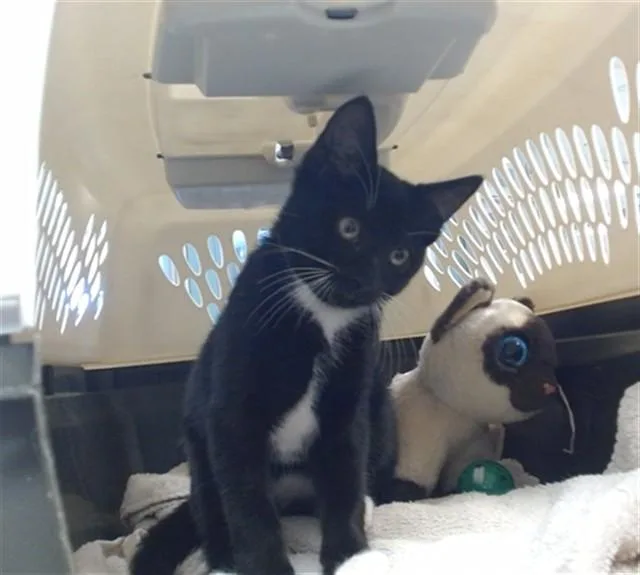 A baby small-sized male Domestic Medium Hair cat named A for adoption in Oklahoma City, OK