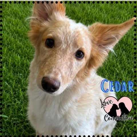 A baby medium-sized male Golden Australian Shepherd dog named Cedar for adoption in Gilbert, AZ