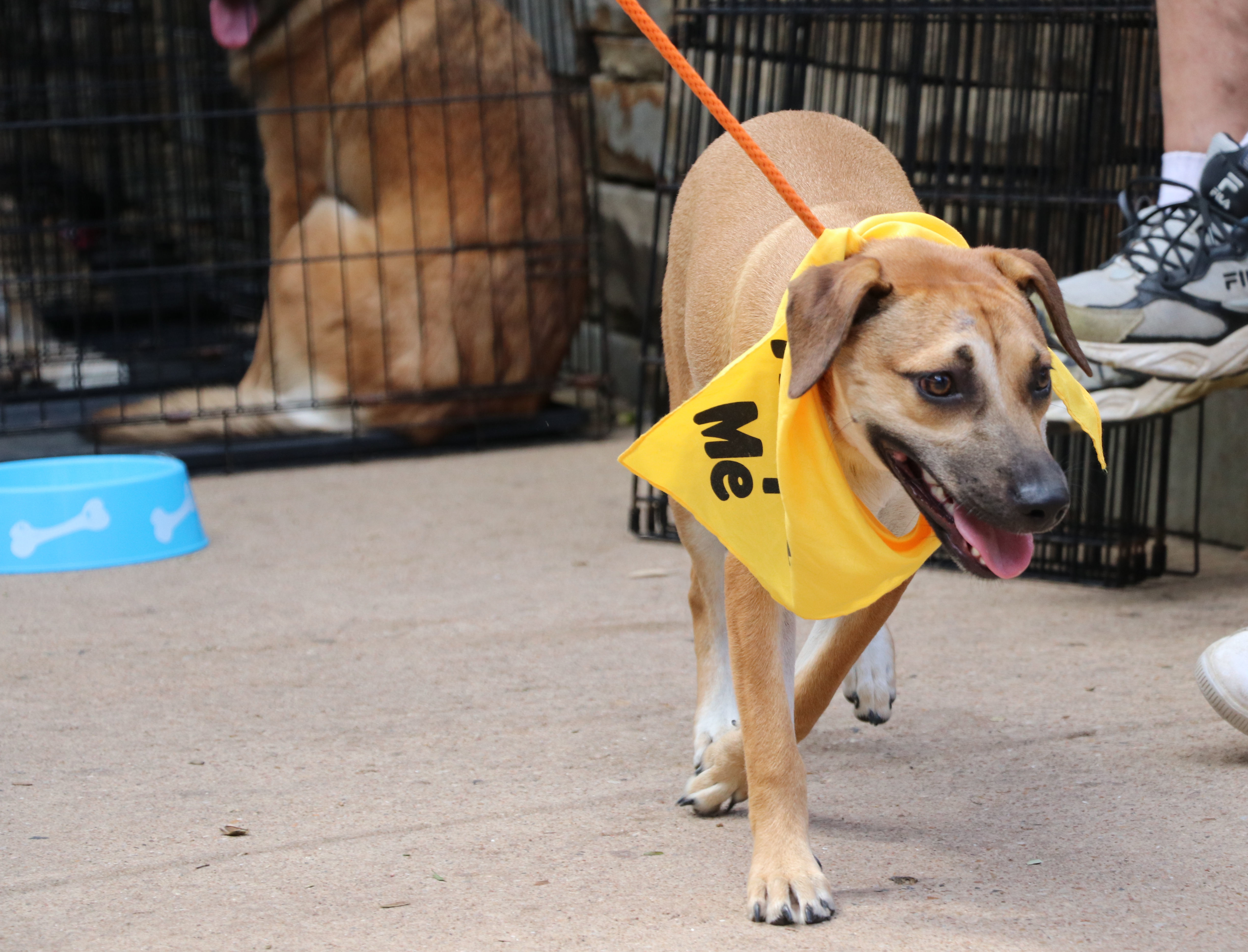 Magnolia Flower thumbnail 2