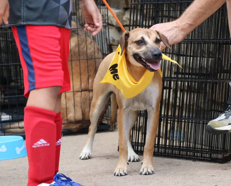 Magnolia Flower thumbnail 3