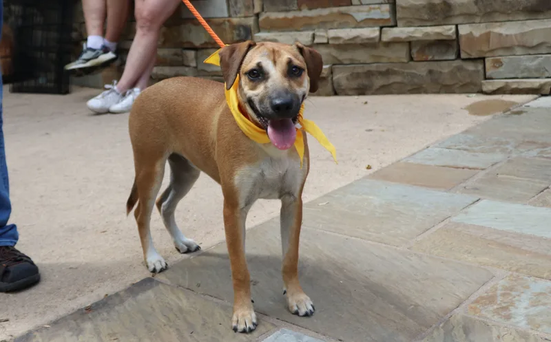 Magnolia Flower thumbnail 4