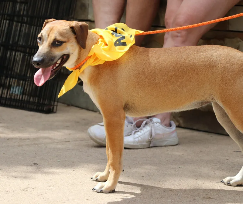 Magnolia Flower thumbnail 5