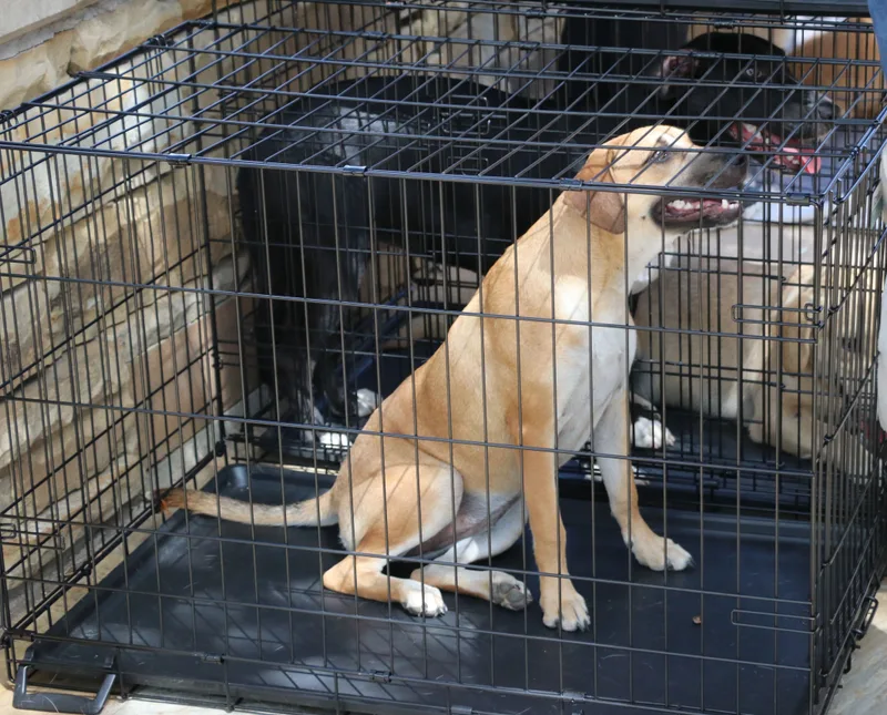 Magnolia Flower thumbnail 6