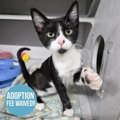A baby small-sized male Black & White / Tuxedo Domestic Short Hair cat named Boomerang for adoption in Sacramento, CA
