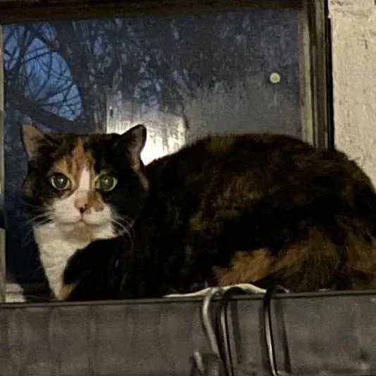 Precious thumbnail 2