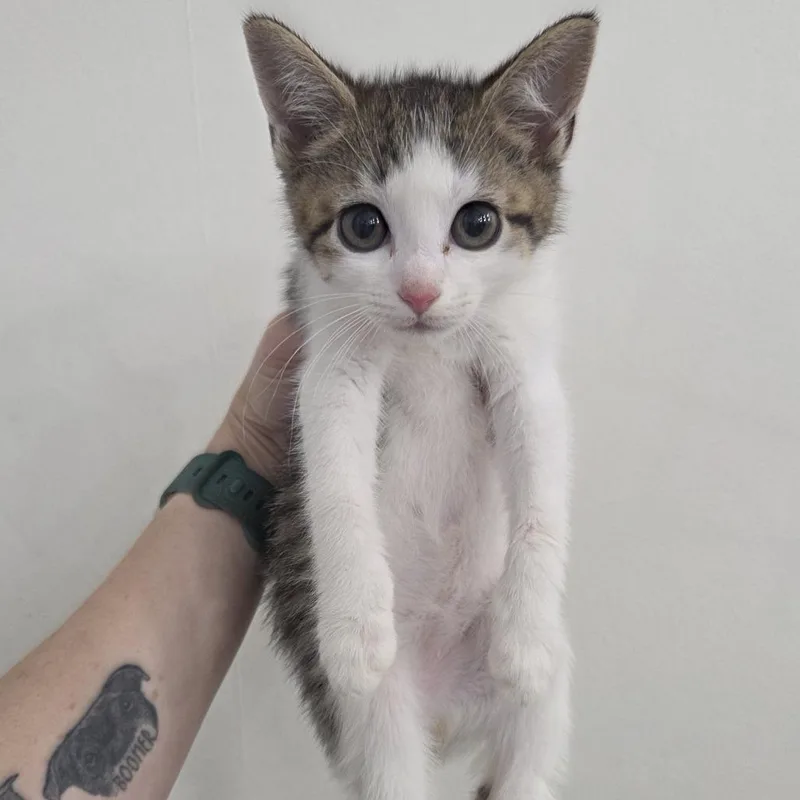 A baby medium-sized female Tabby (Brown / Chocolate) Domestic Short Hair cat named Sailor Moon for adoption in Chattanooga, TN