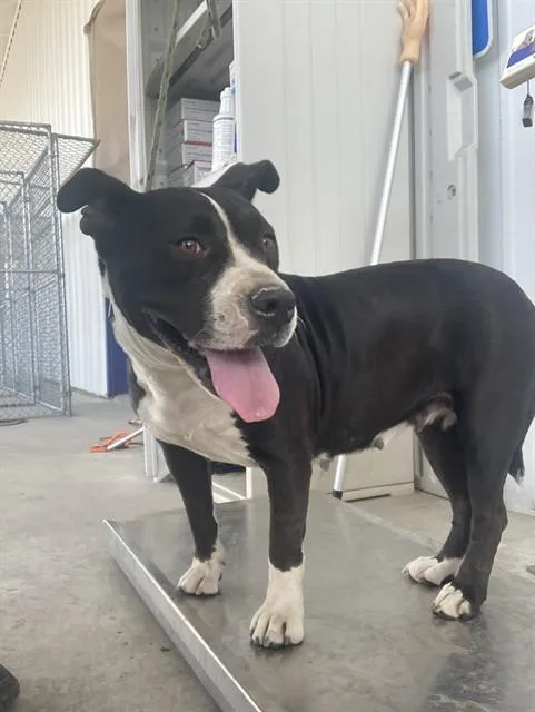 A young large-sized female Pit Bull Terrier dog named Pumpkin for adoption in Bakersfield, CA