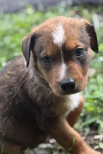 Babe Willow thumbnail 3