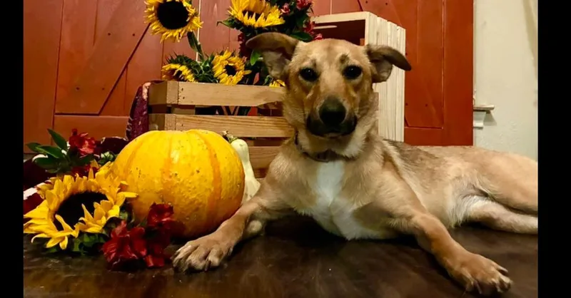 A young medium-sized female Shepherd dog named Caramel for adoption in Dallas, TX