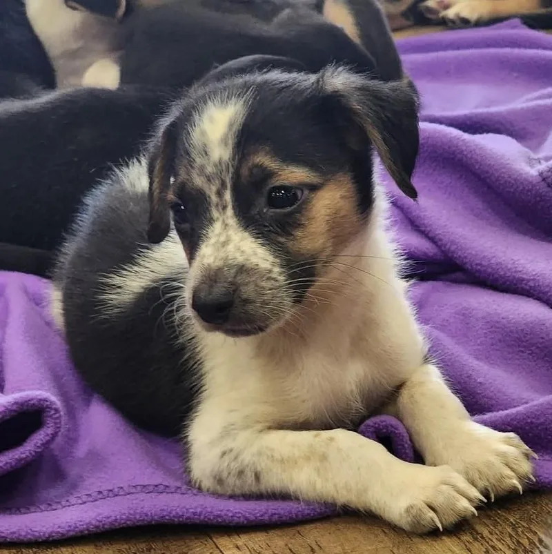 A baby small-sized male Terrier dog named Biscuit for adoption in Troy, AL